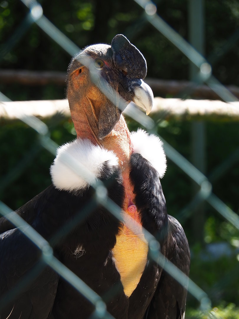 Andean condor (Vultur gryphus), 2023-05-19
