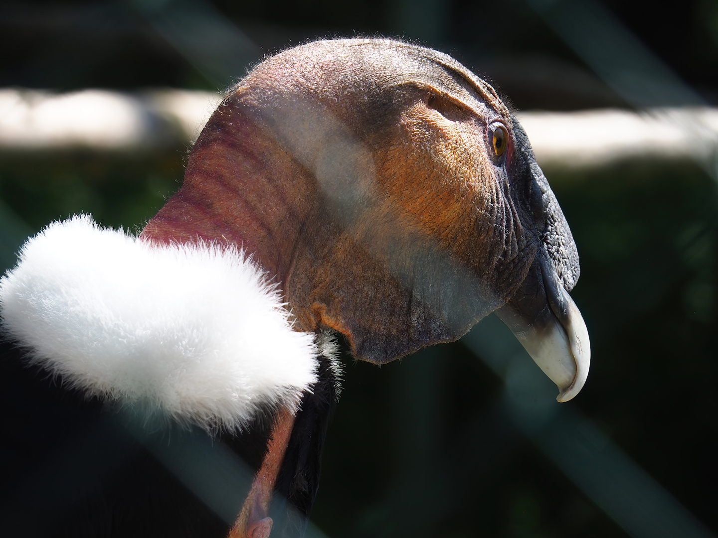 Andean condor (Vultur gryphus), 2023-05-19