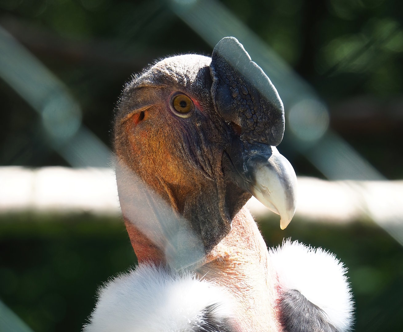 Andean condor (Vultur gryphus), 2023-05-19
