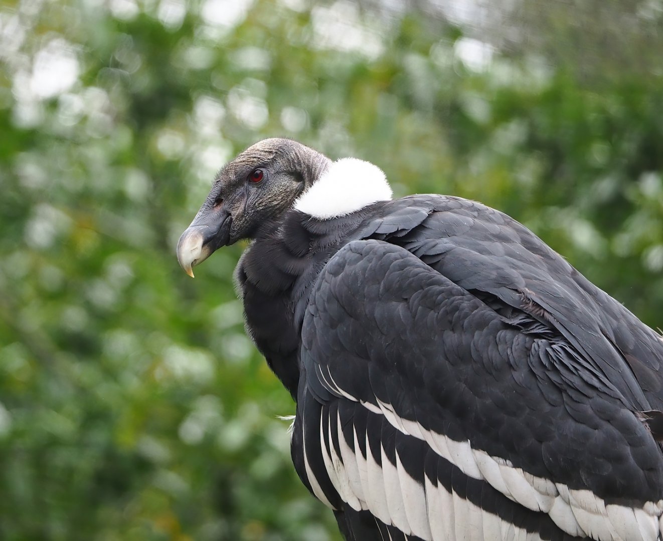 Andean condor (Vultur gryphus), 2023-10-13