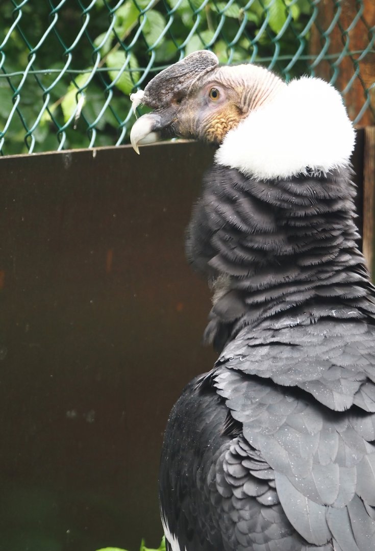 Andean condor (Vultur gryphus), 2024-05-22