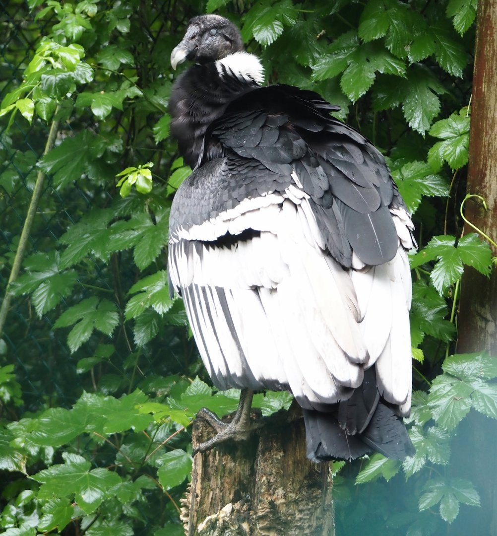 Andean condor (Vultur gryphus), 2024-05-22