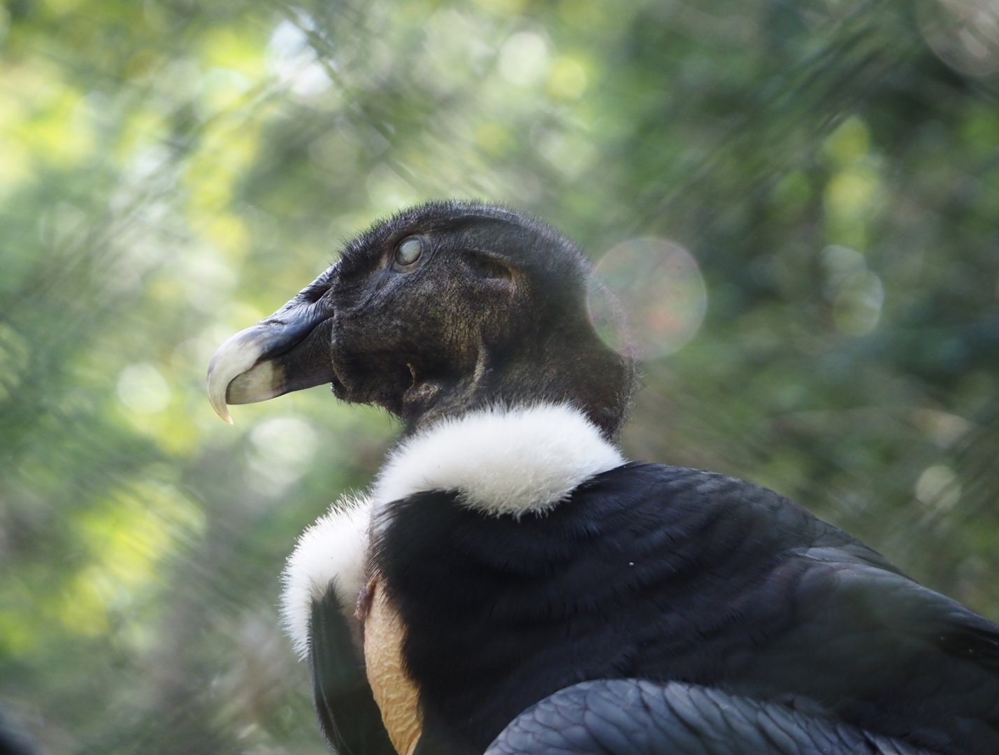Andean condor (Vultur gryphus), 2024-05-24
