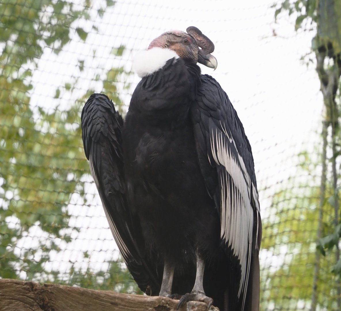 Andean condor (Vultur gryphus), 2024-09-17