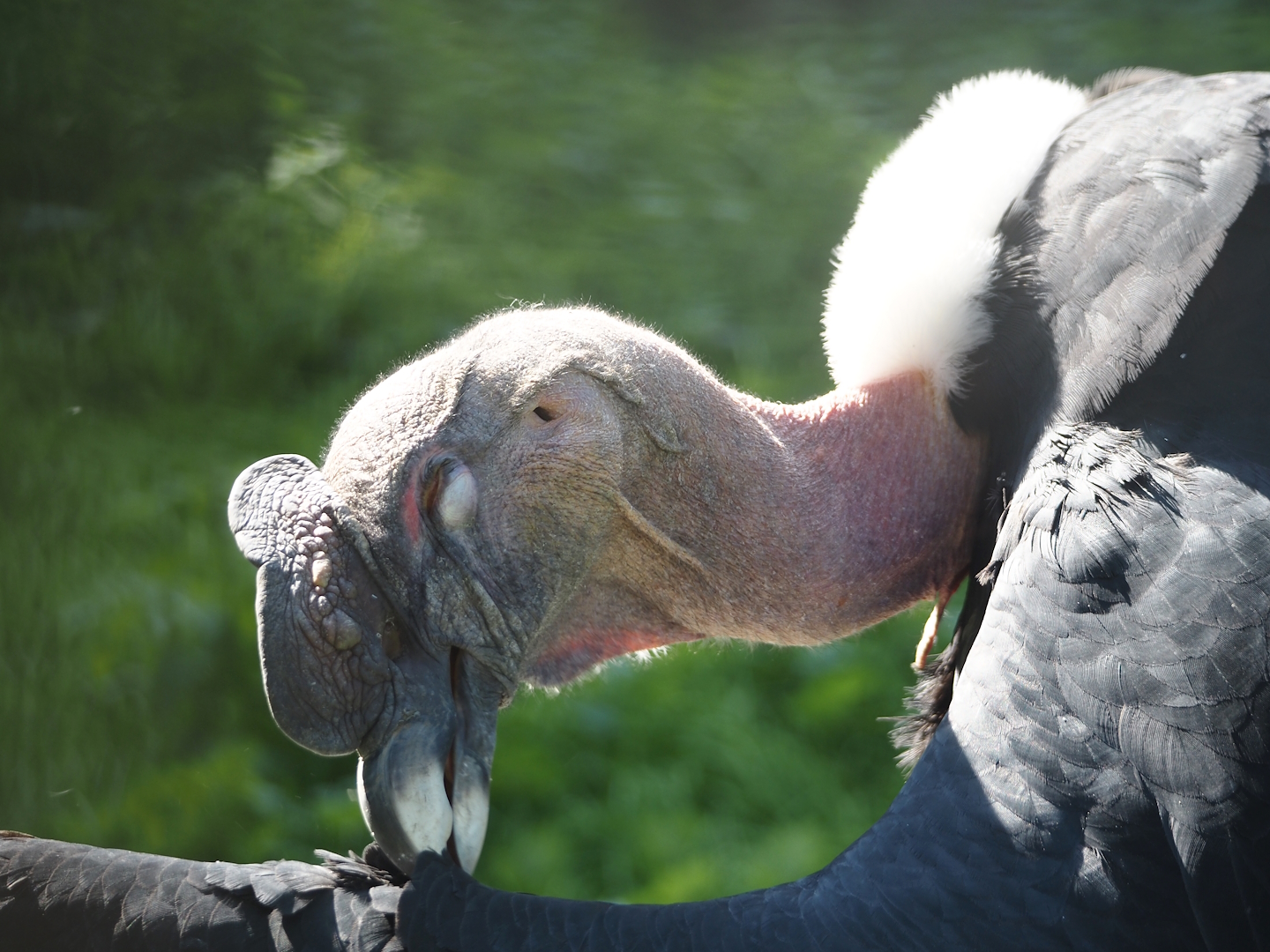 Andean condor (Vultur gryphus), 2024-09-17