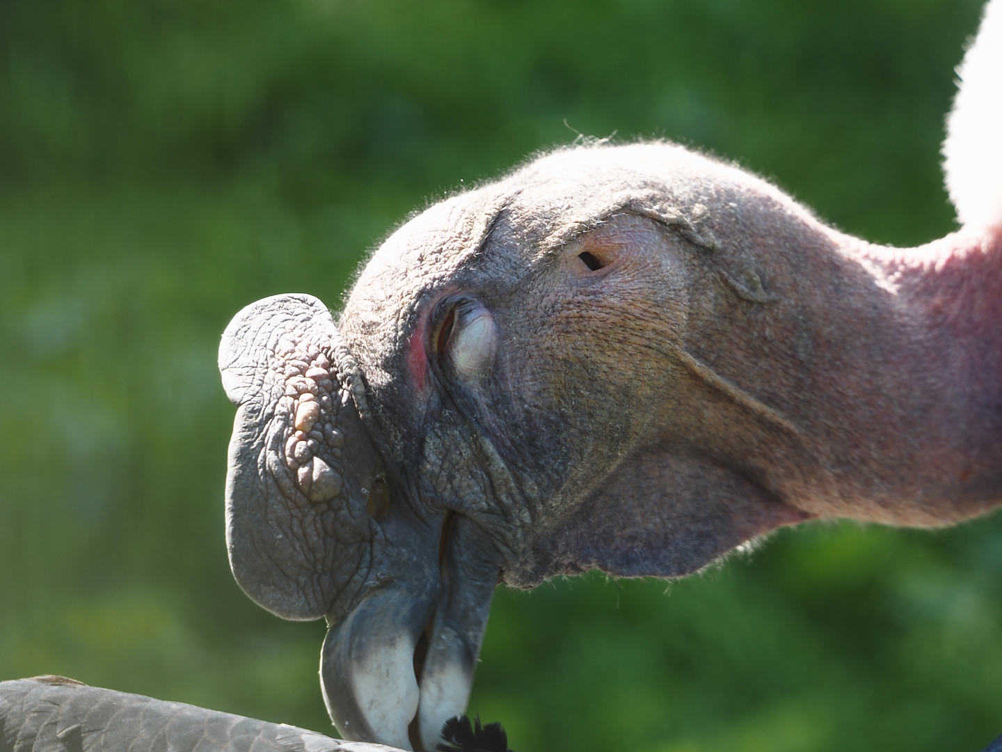 Andean condor (Vultur gryphus), 2024-09-17