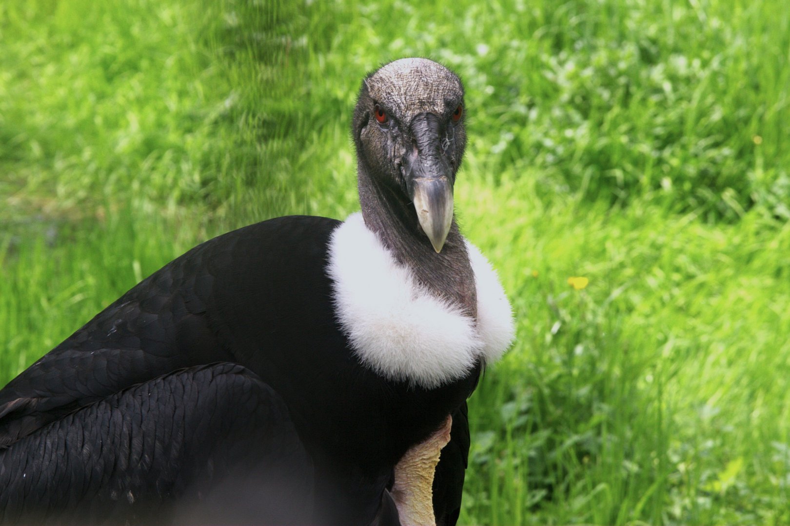 Andean Condor (Vultur gryphus), 25-04-25