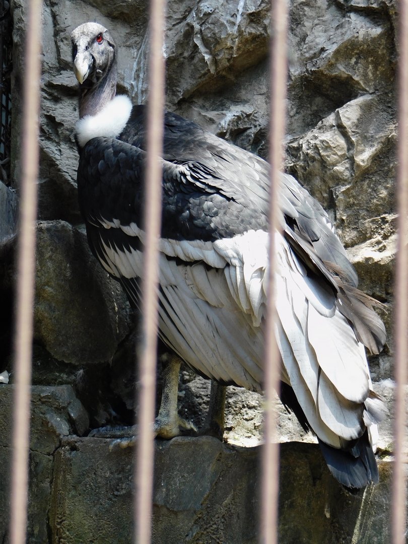 Andean Condor (Vultur gryphus) June 29, 2025