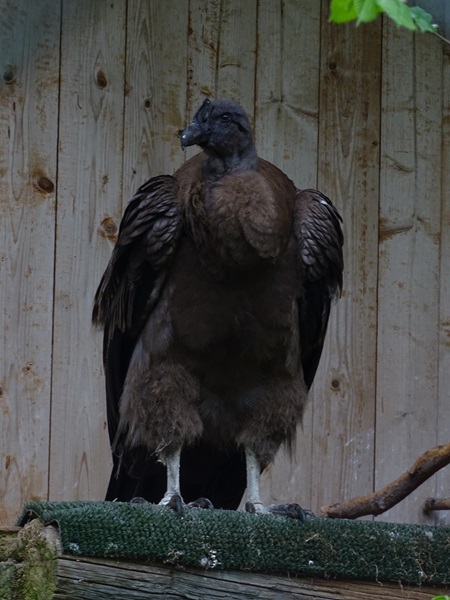 Andean condor (Vultur gryphus) juvenile