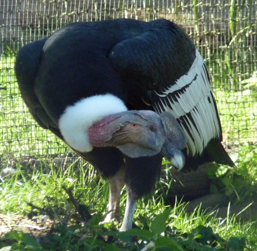 Andean condor (Vultur gryphus) male