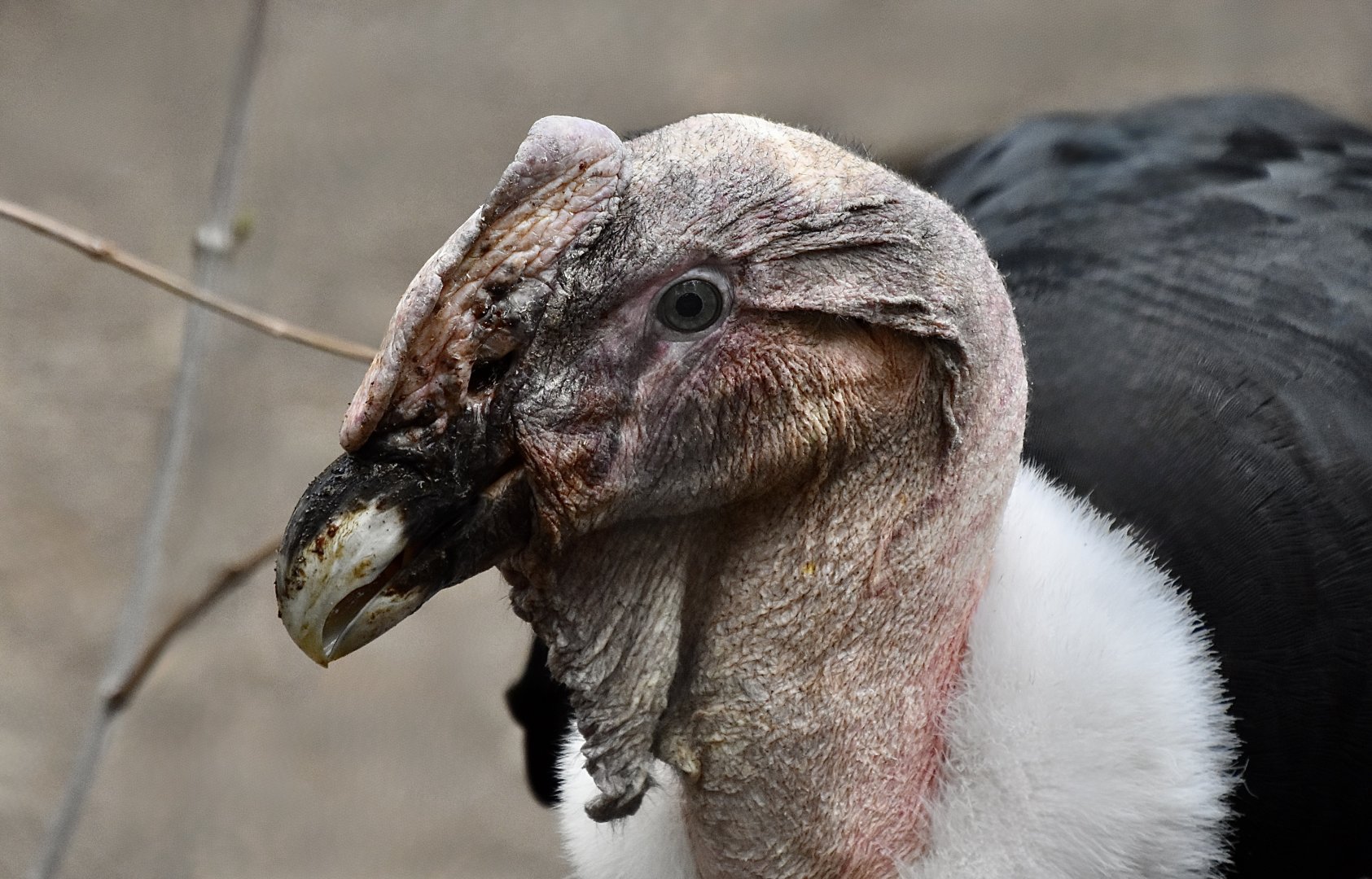 Andean Condor (Vultur gryphus) male