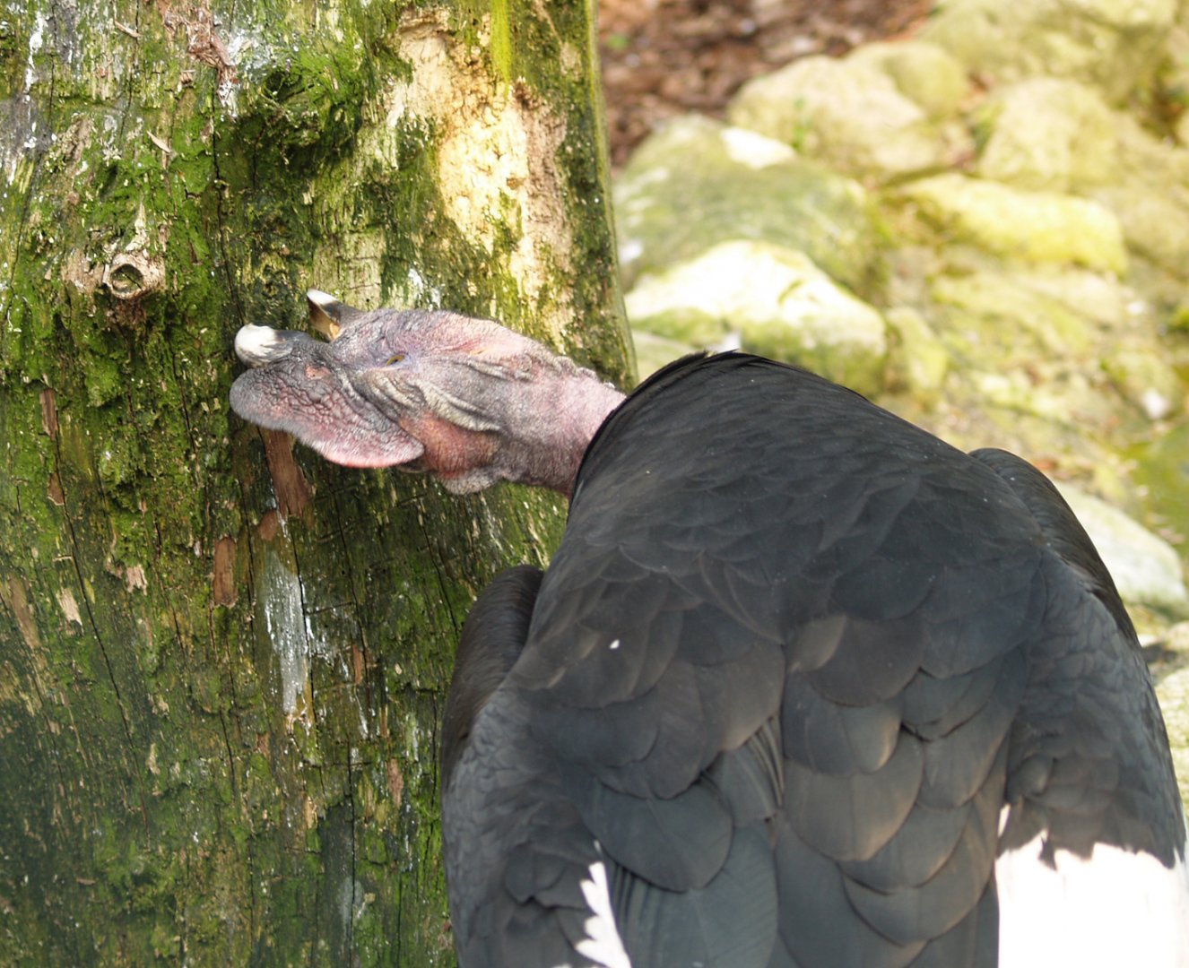 Andean condor (Vultur gryphus), May 2006