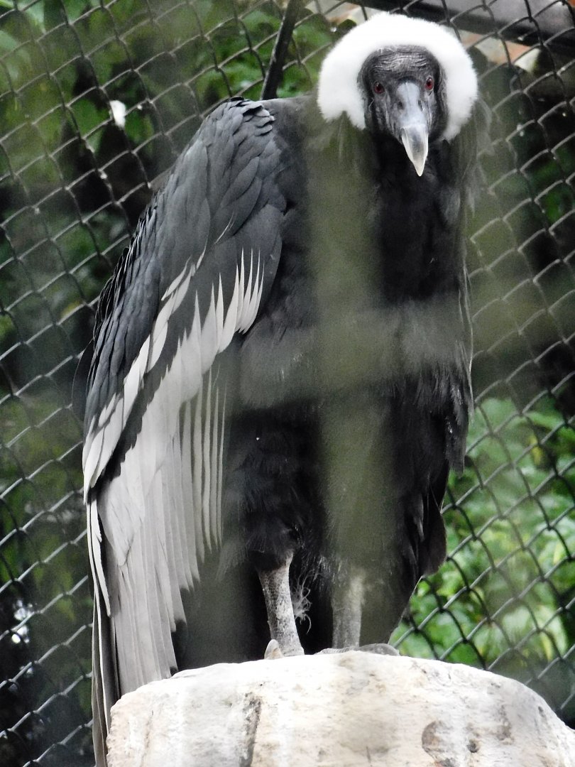 Andean Condor (Vultur gryphus) October 11, 2025