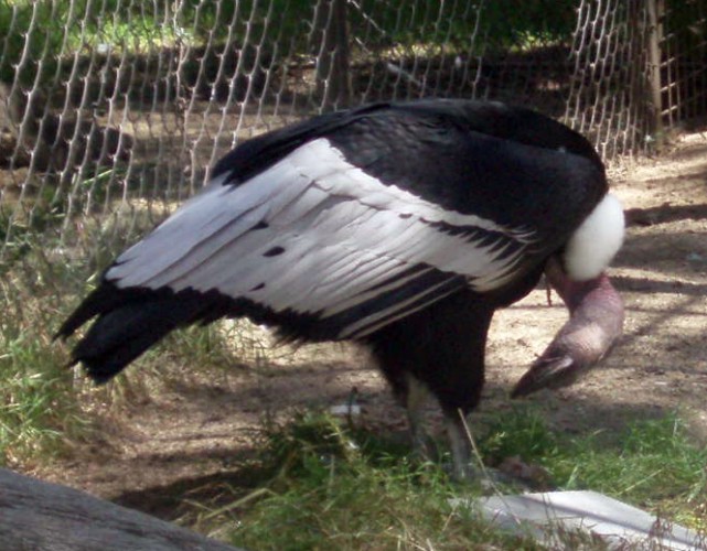 Andean Condor (Vultur gryphus)