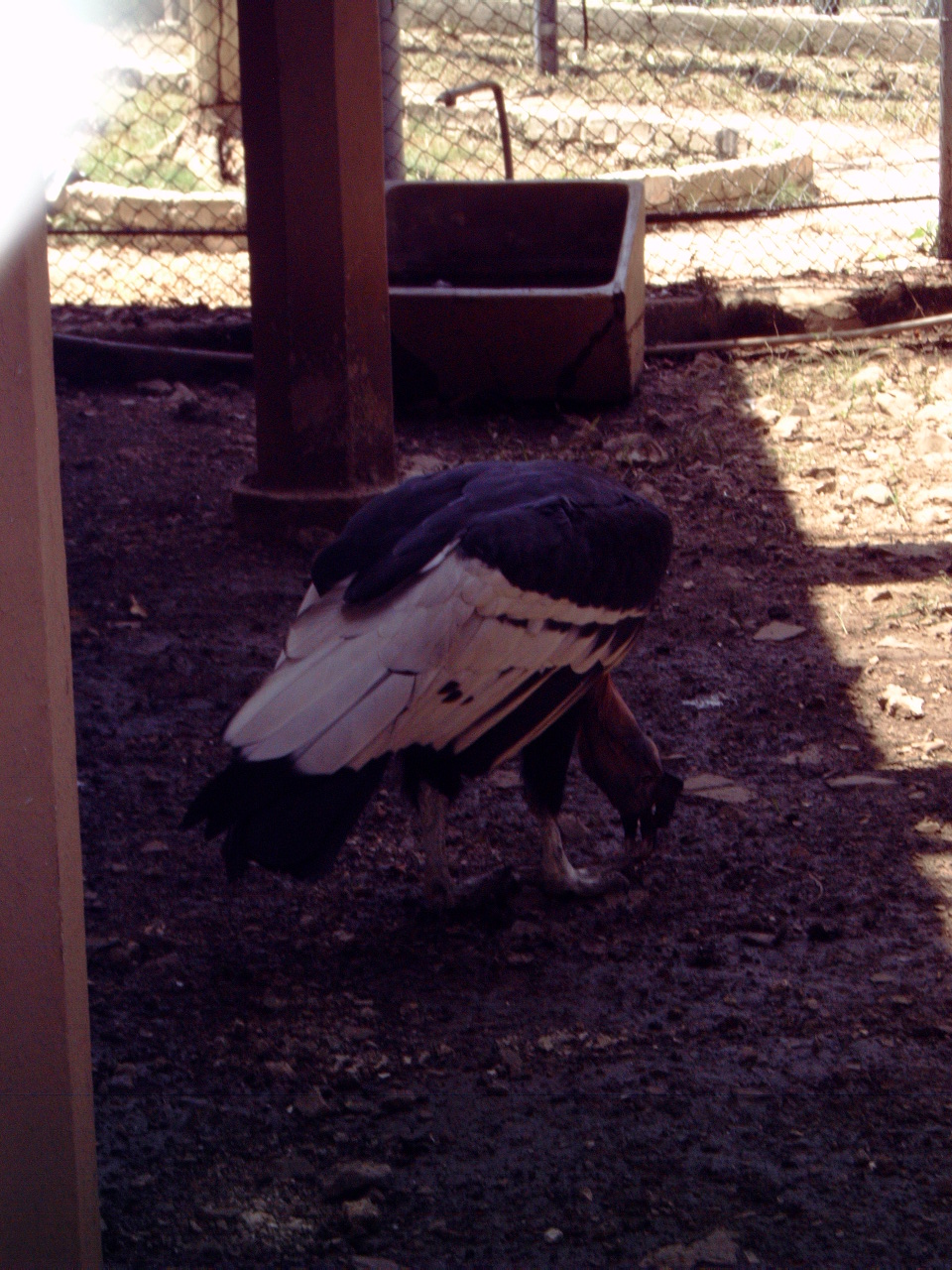 Andean Condor (Vultur gryphus)