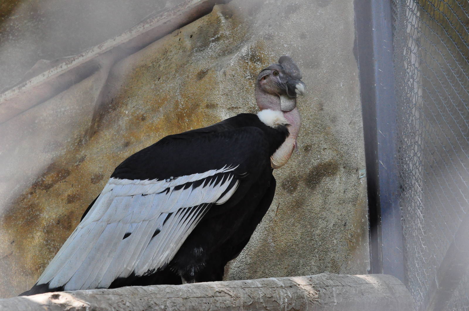 Andean condor/ Vultur gryphus
