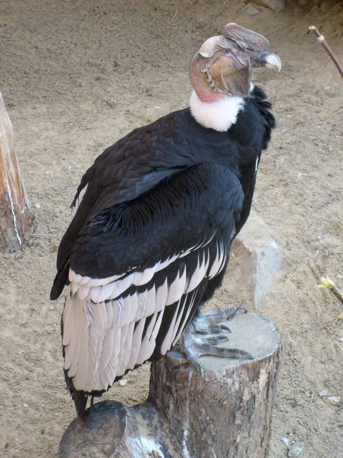 Andean condor/Vultur gryphus