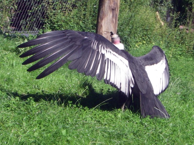Andean Condor (Vultur gryphus)