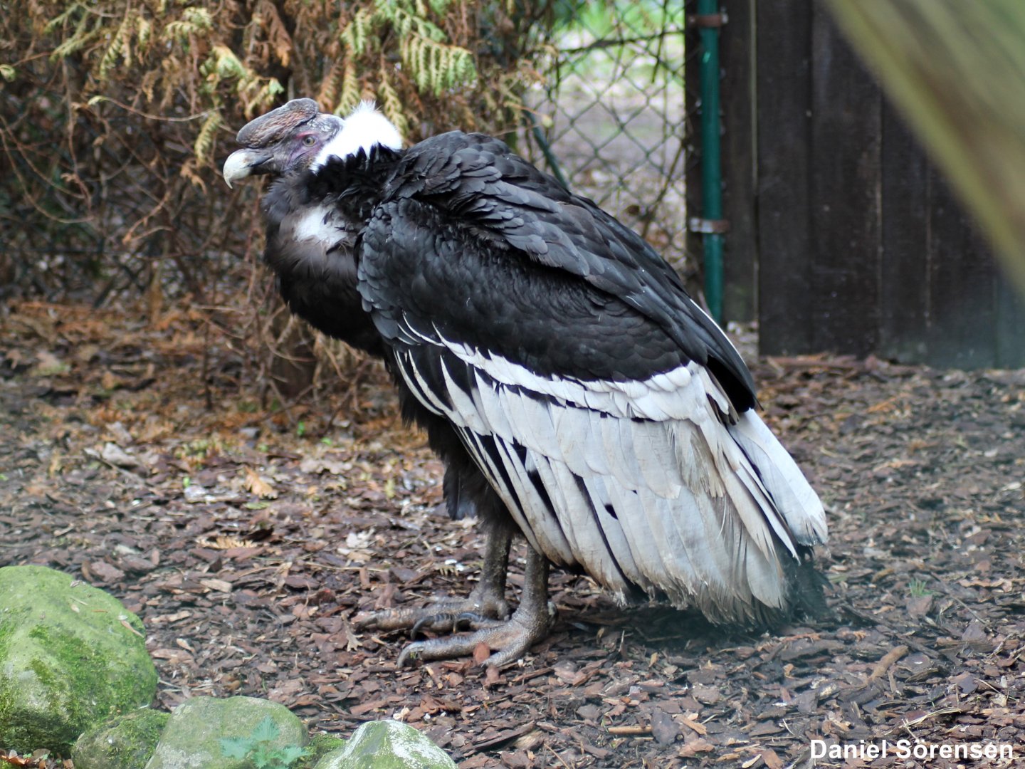 Andean condor (Vultur gryphus)