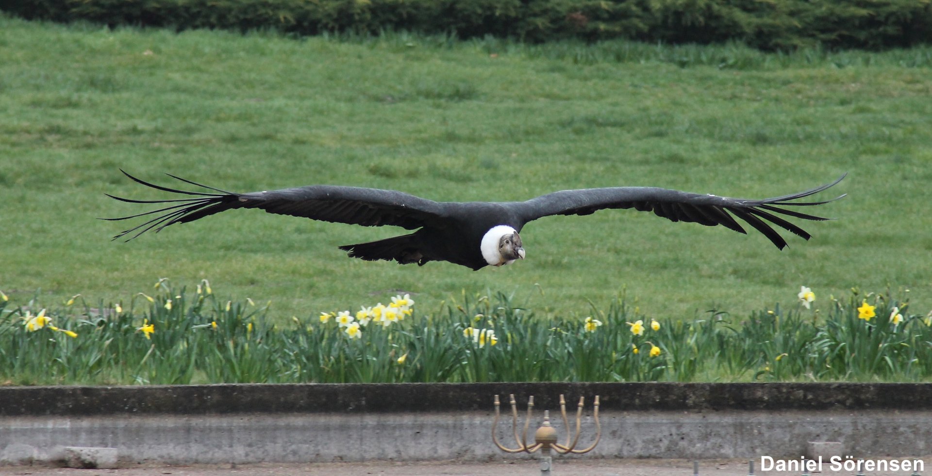 Andean condor (Vultur gryphus)