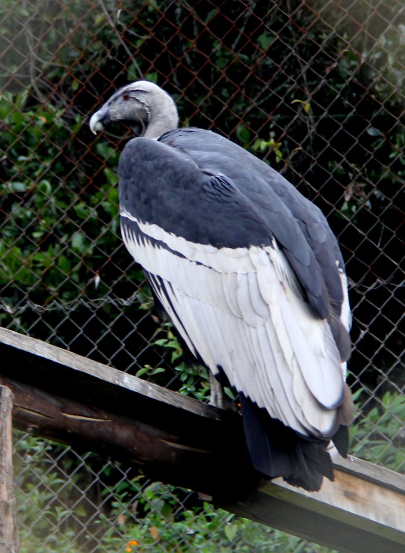 Andean condor (Vultur gryphus)