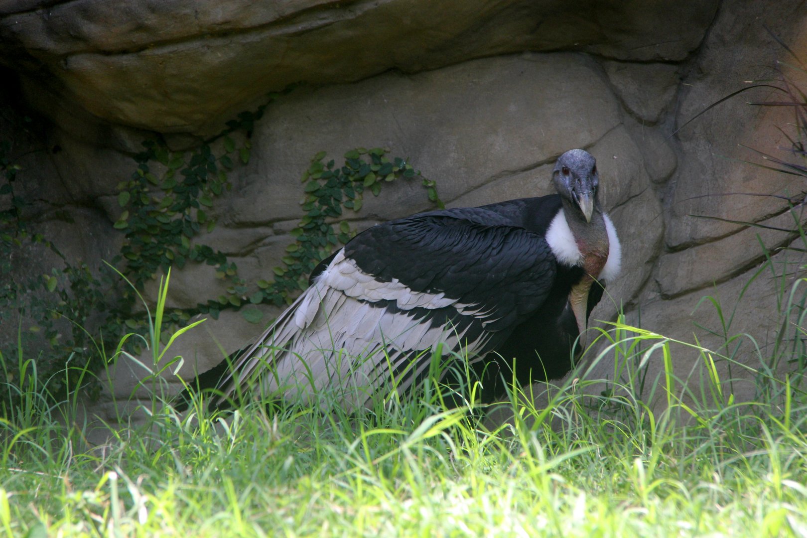 Andean condor (Vultur gryphus)