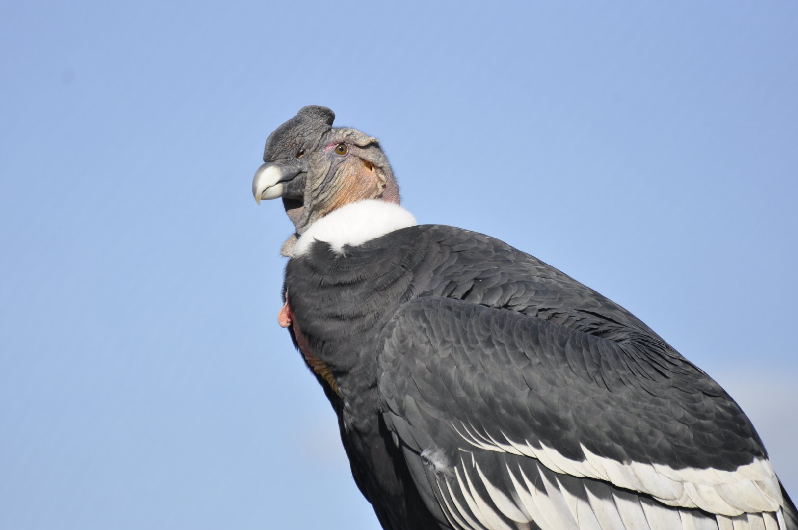 Andean condor (Vultur gryphus)