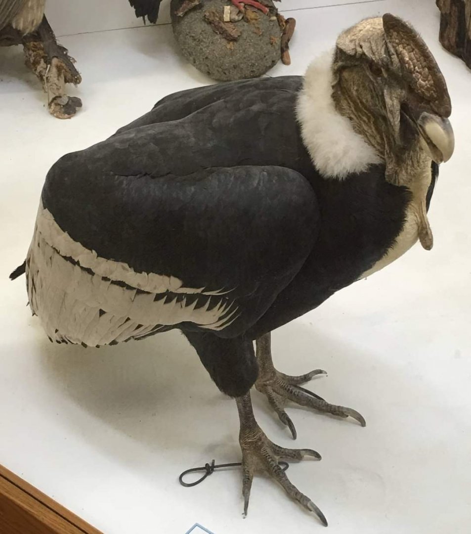 Andean condor (Vultur gryphus)