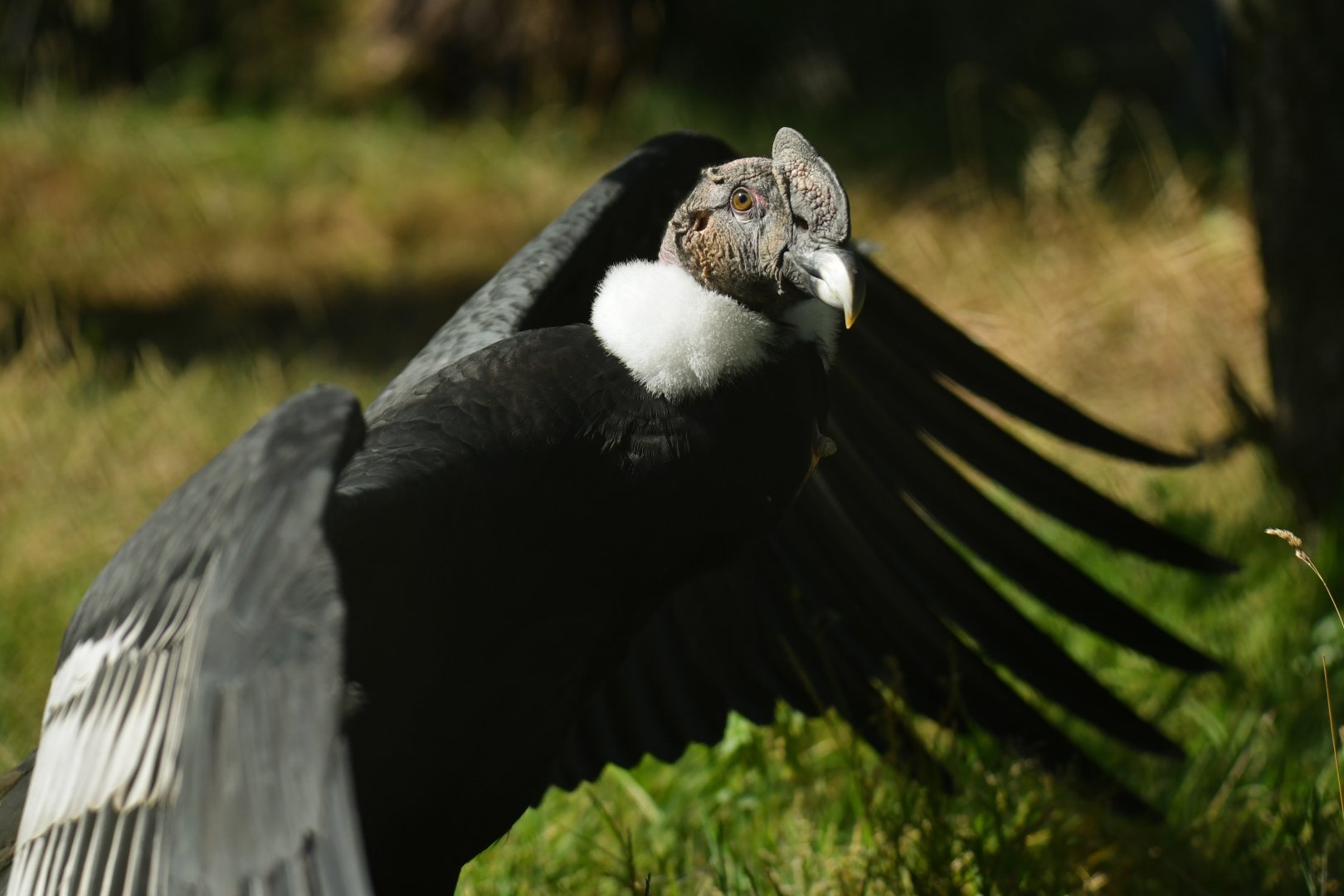 Andean condor (Vultur gryphus)