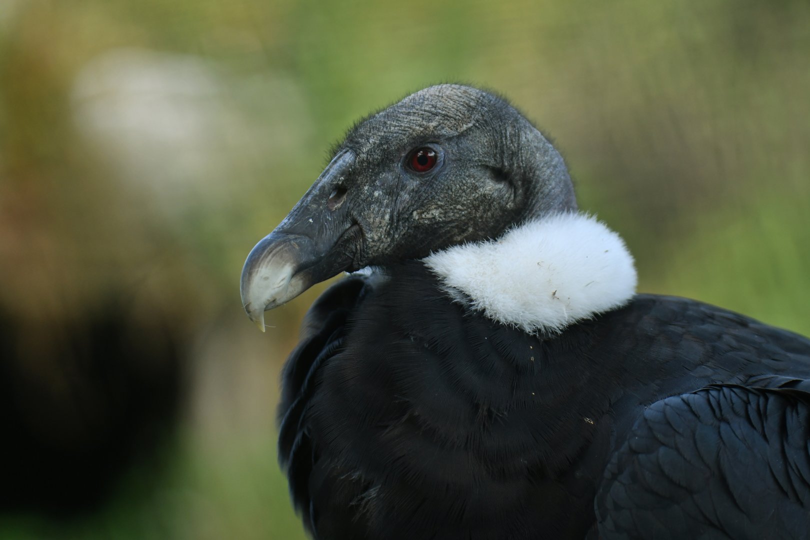 Andean condor (Vultur gryphus)