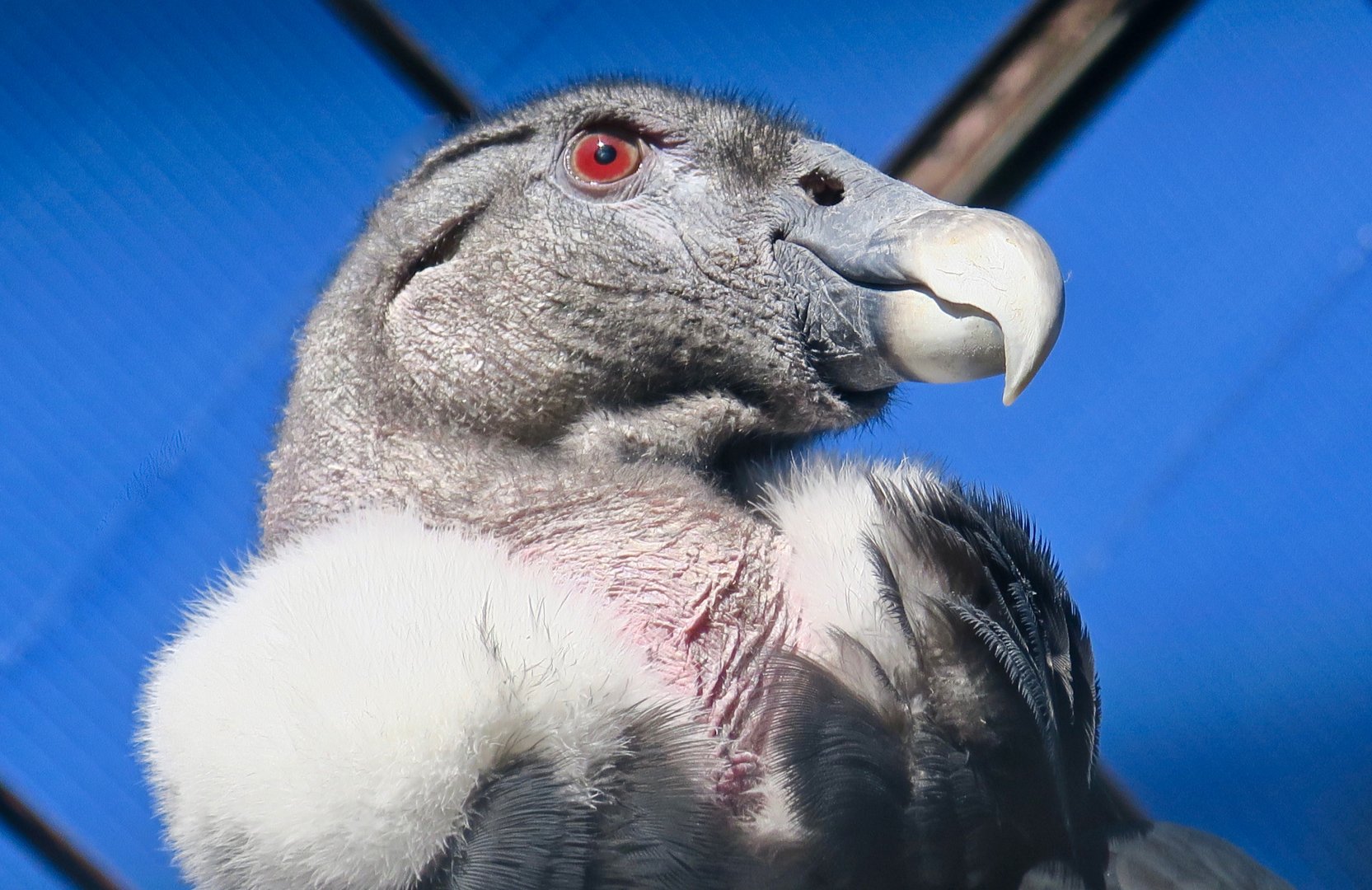 Andean Condor (Vultur gryphus)