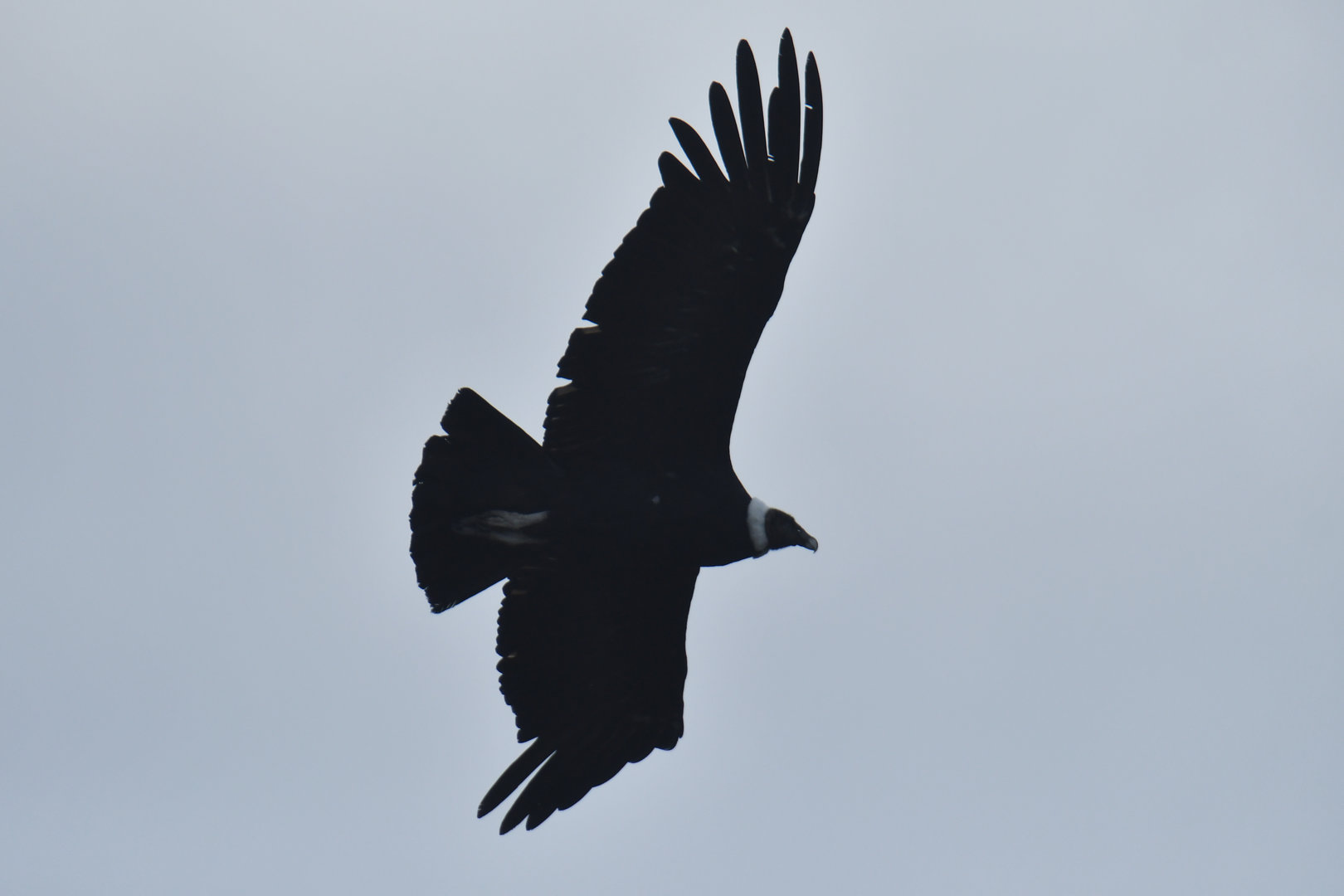 Andean Condor Vultur gryphus