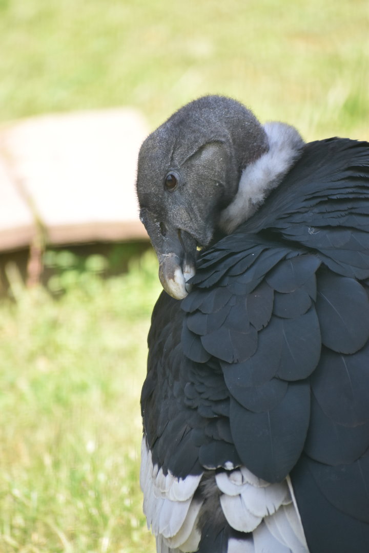 Andean Condor - Vultur gryphus