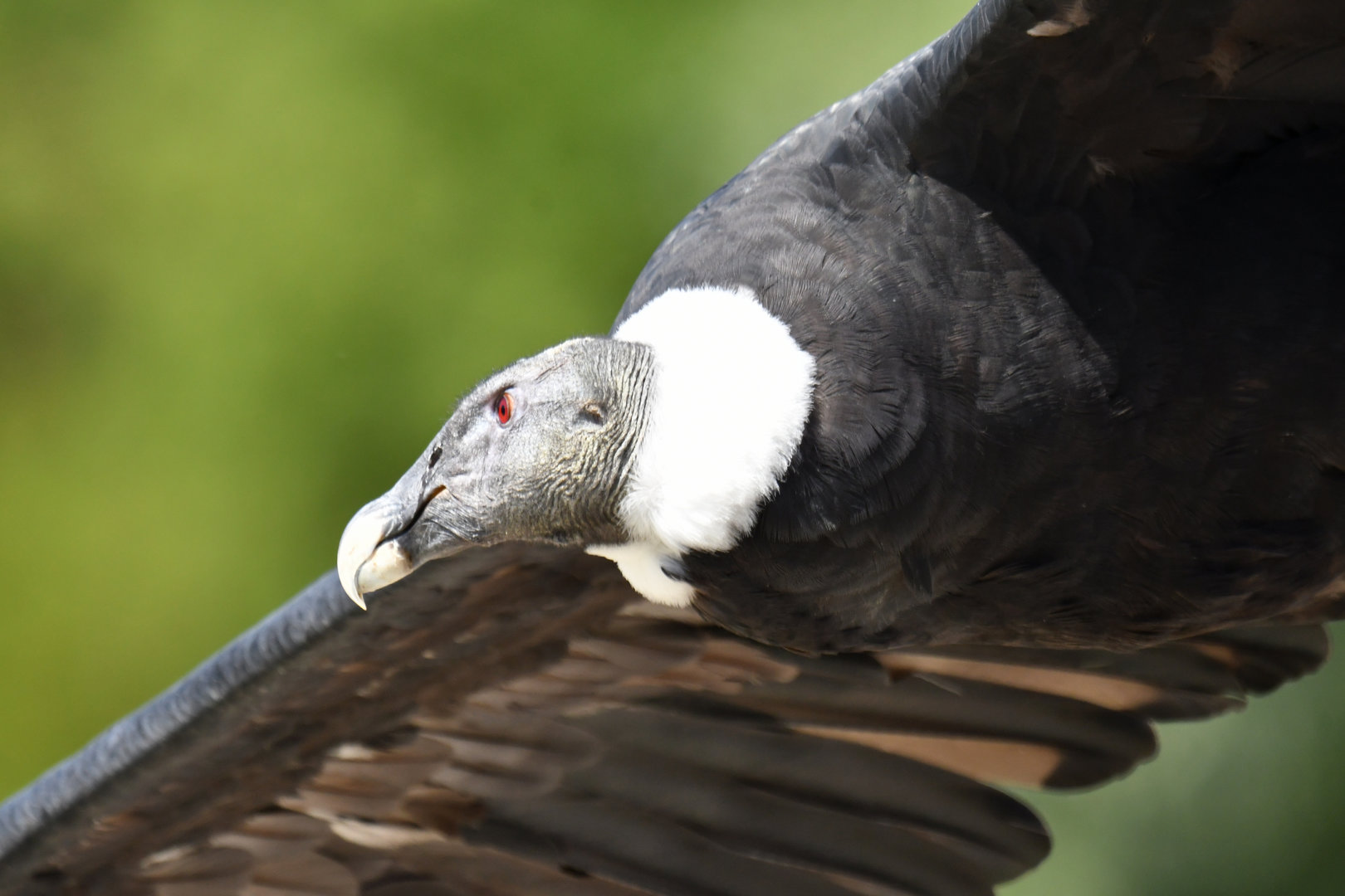Andean condor Vultur gryphus
