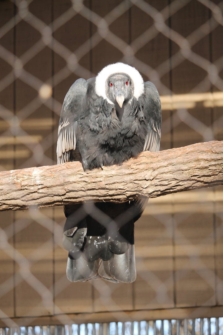 Andean Condor (Vultur gryphus)