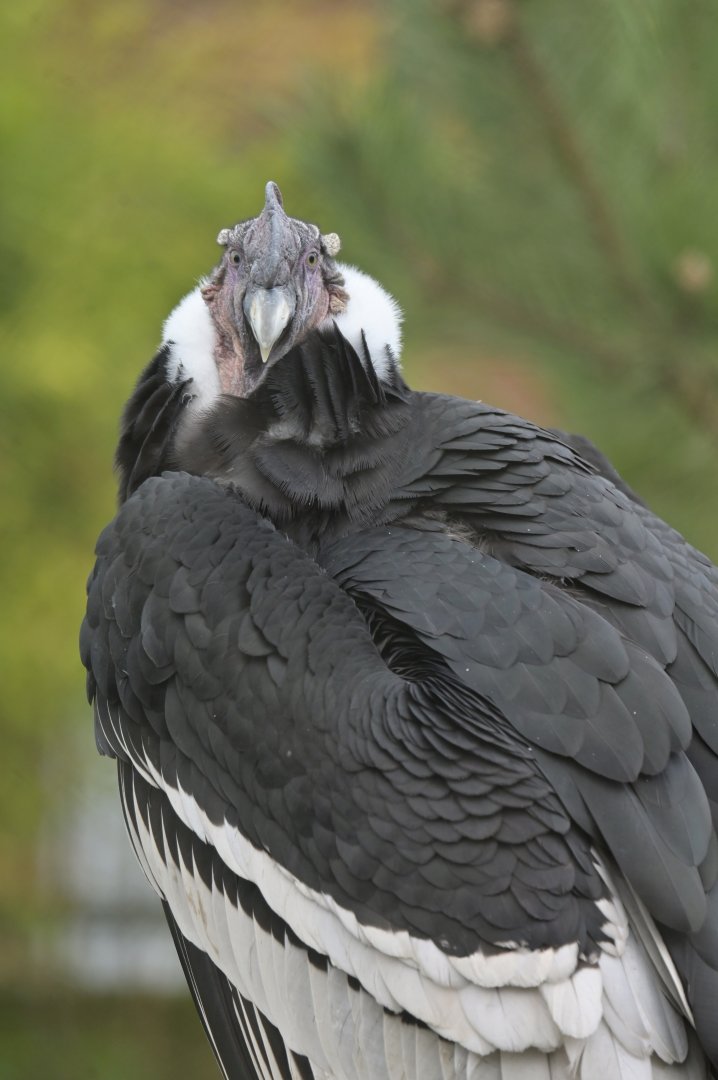 Andean Condor Vultur gryphus