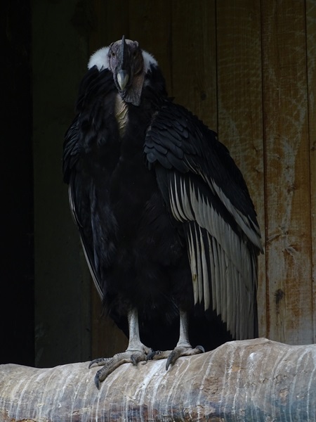 Andean condor (Vultur gryphus)