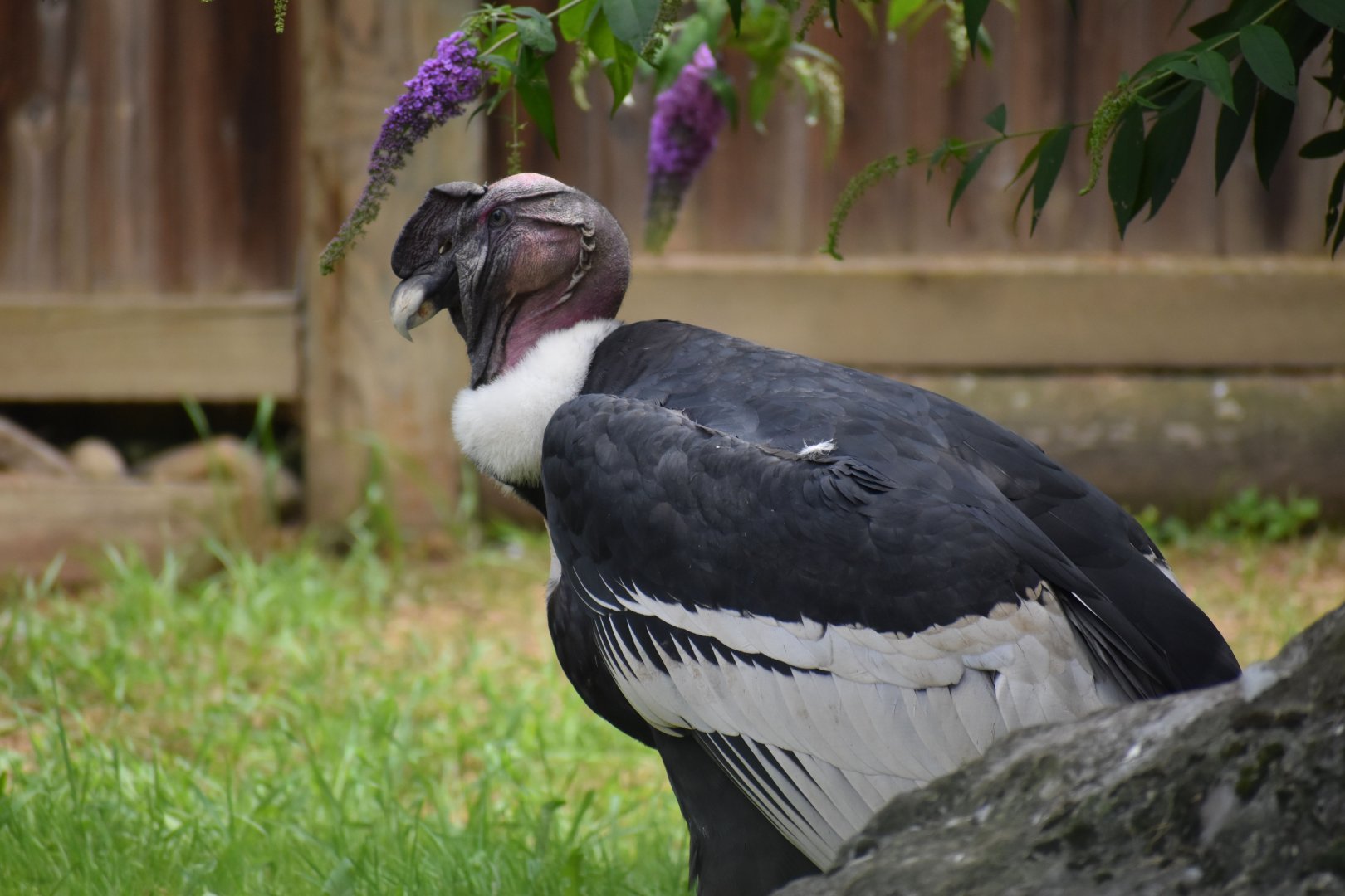 Andean Condor - Vultur gryphus