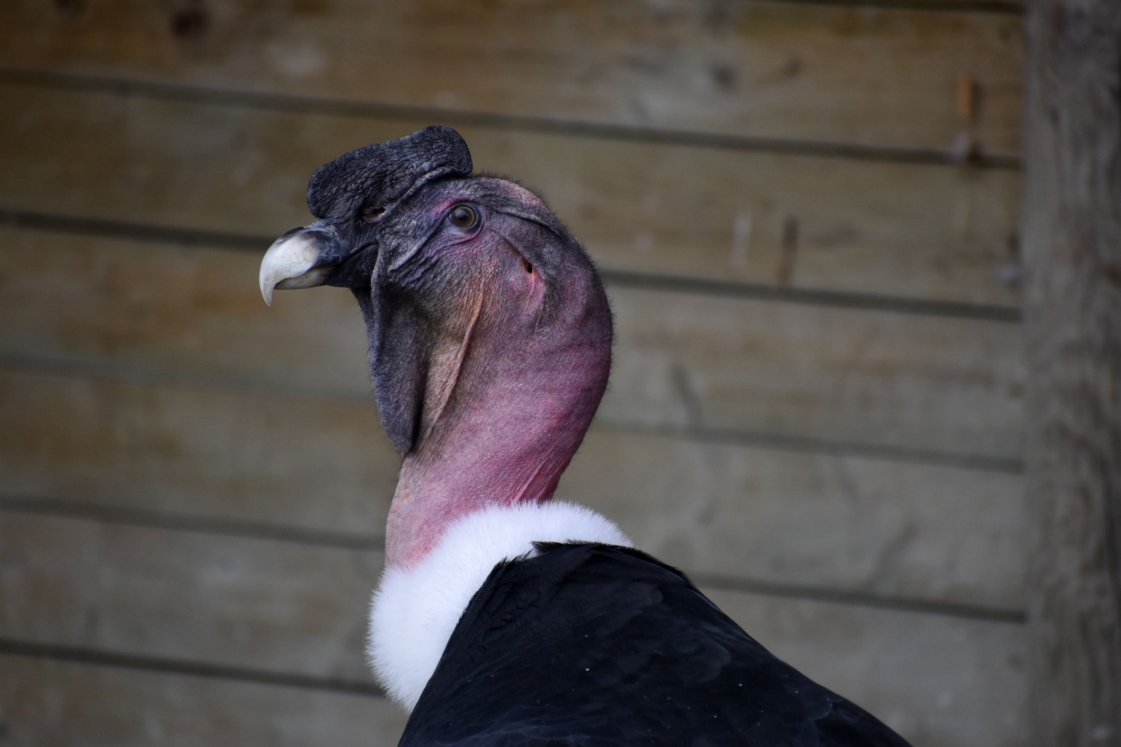 Andean Condor - Vultur gryphus