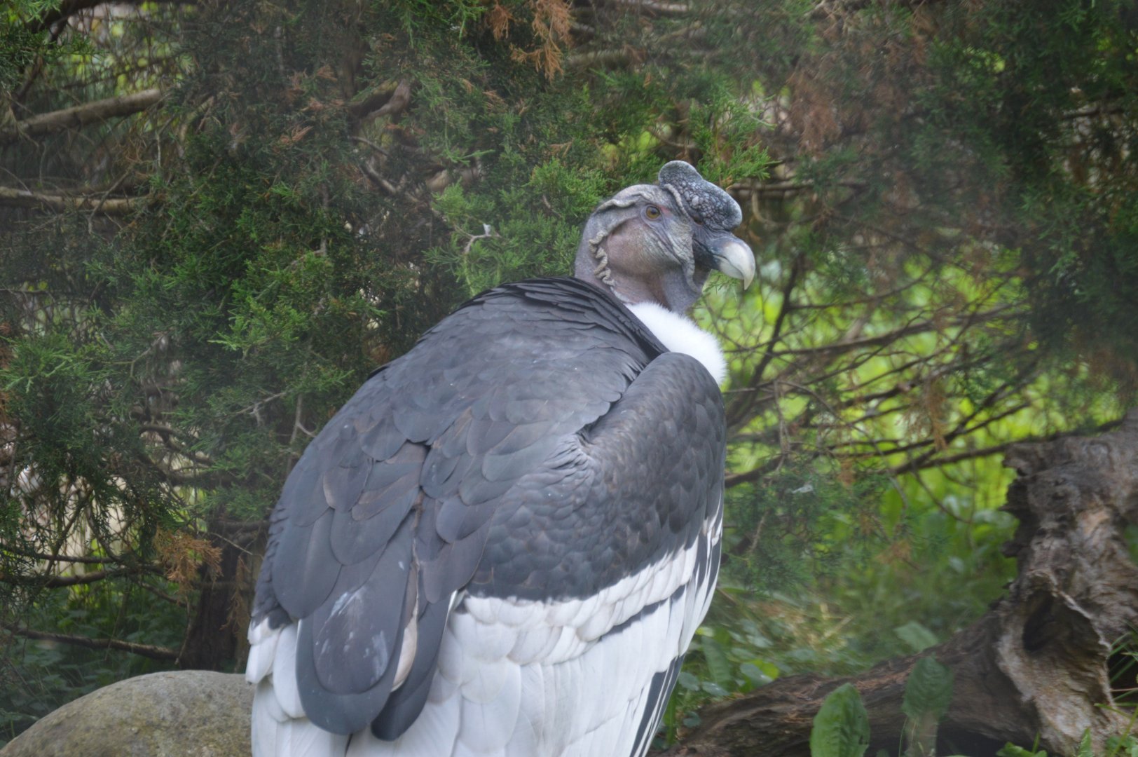 Andean Condor (Vultur gryphus)