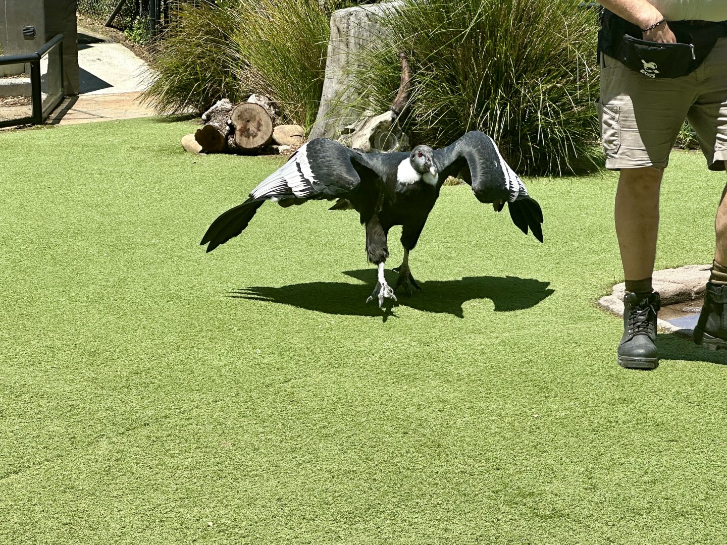 Andean condor (Vultur gryphus)