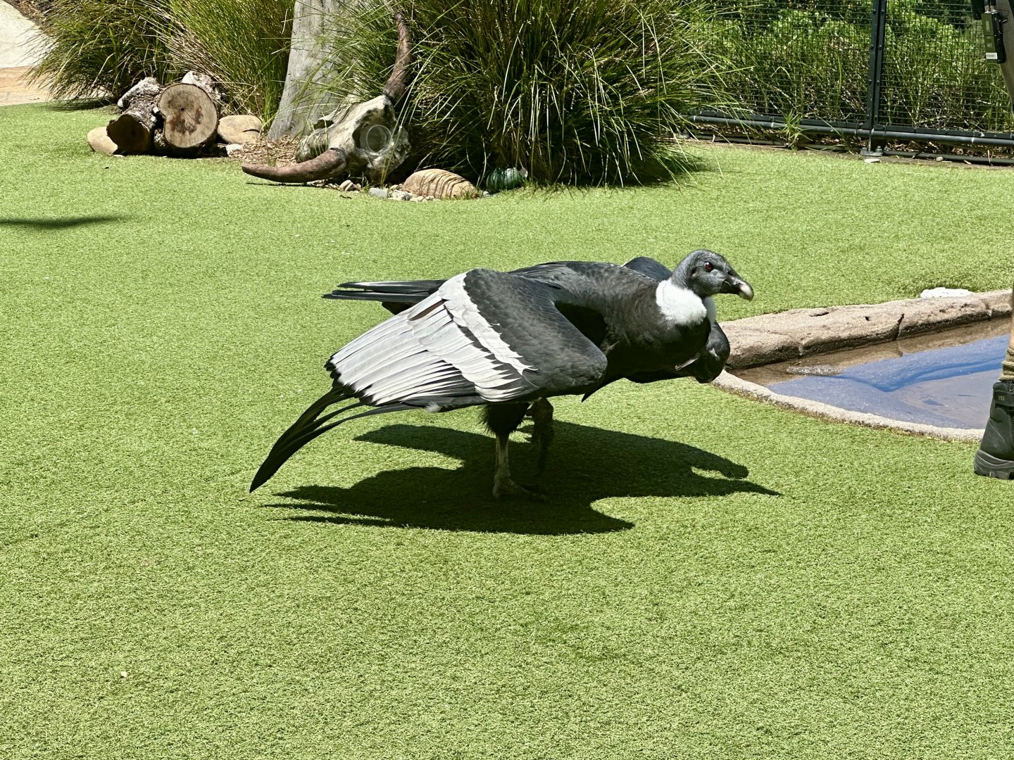 Andean condor (Vultur gryphus)