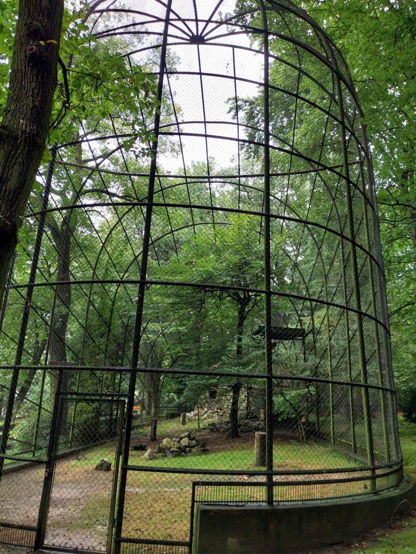 Andean Condor (Vultur gryphus)