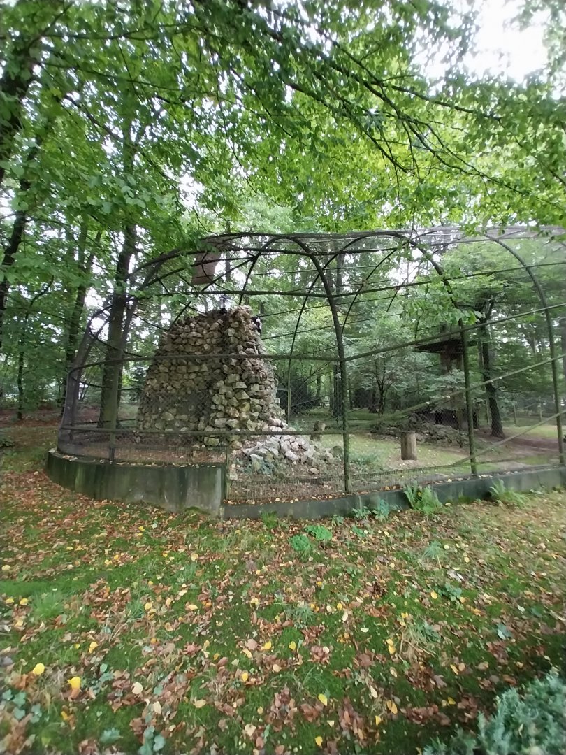 Andean Condor (Vultur gryphus)