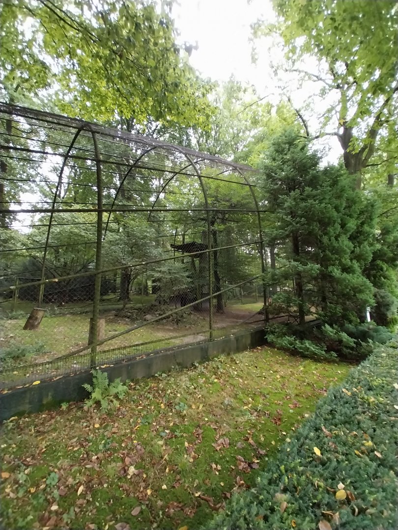 Andean Condor (Vultur gryphus)