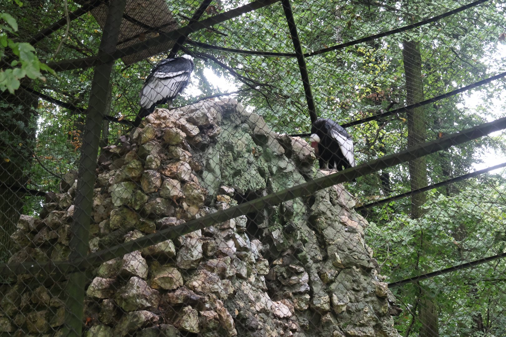 Andean Condor (Vultur gryphus)