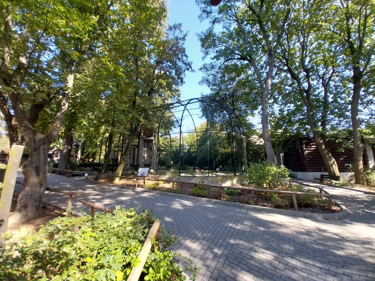Andean Condor (Vultur gryphus)