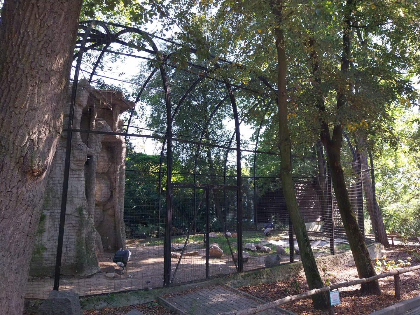 Andean Condor (Vultur gryphus)