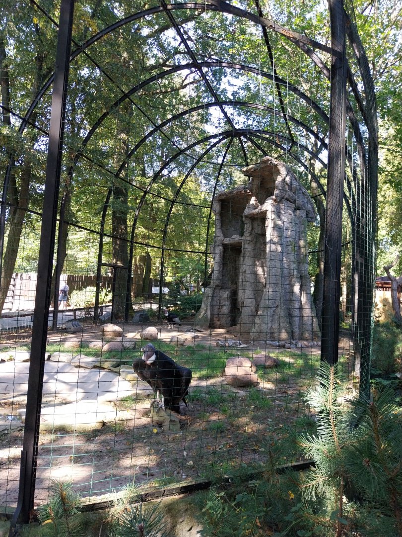 Andean Condor (Vultur gryphus)