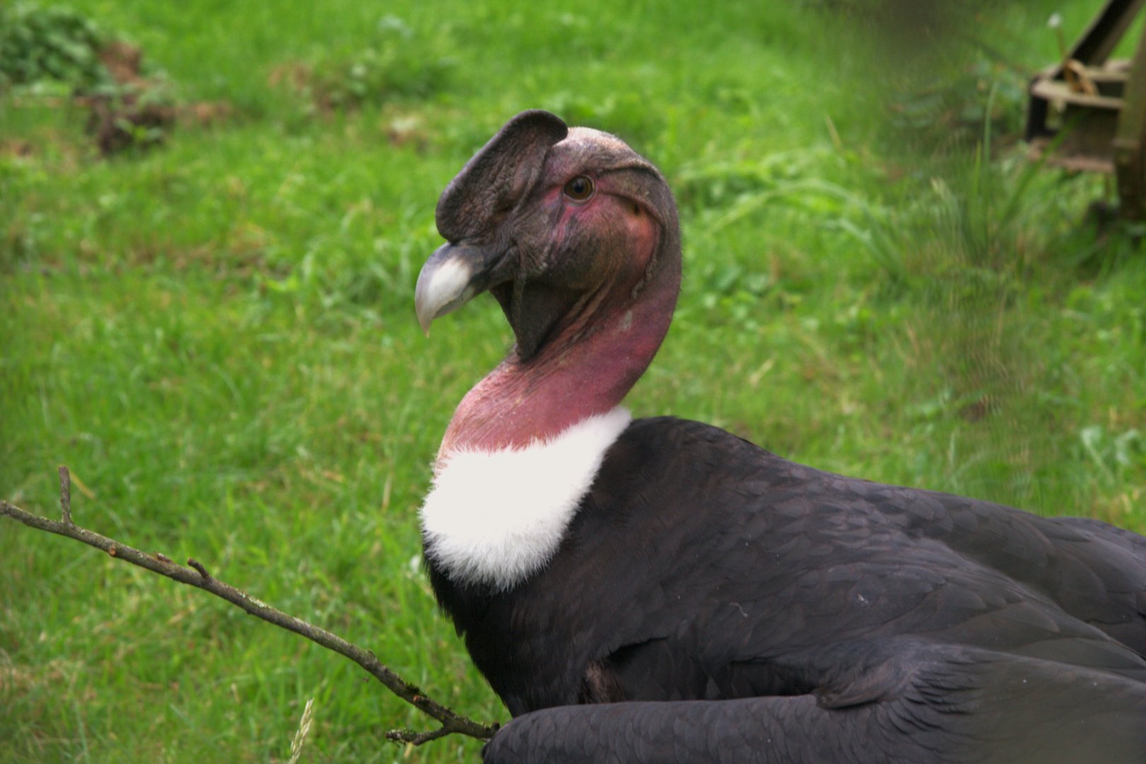 Andean Condor (Vultur gryphus)